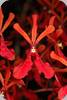 Renanthera philippinensis